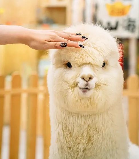 0?wx_fmt=png&amp;from=appmsg