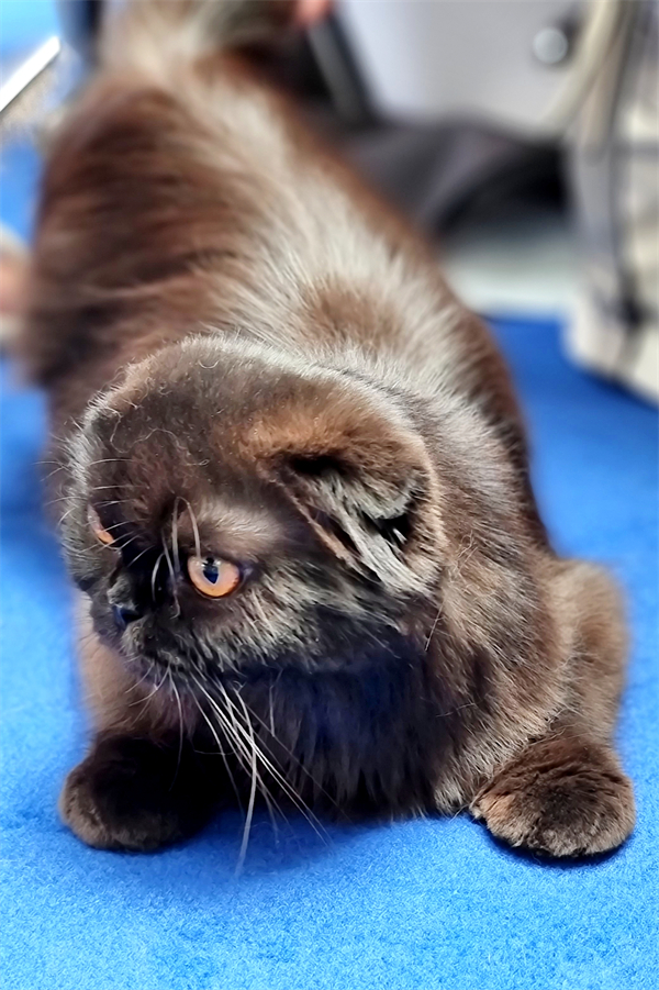 首页| 耀彩网官方网站入口