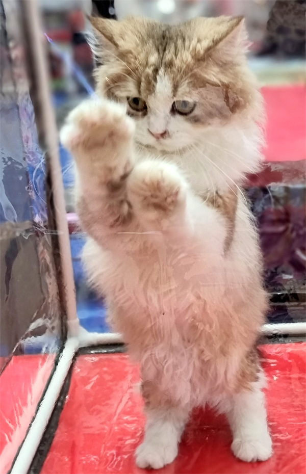 首页| 耀彩网官方网站入口