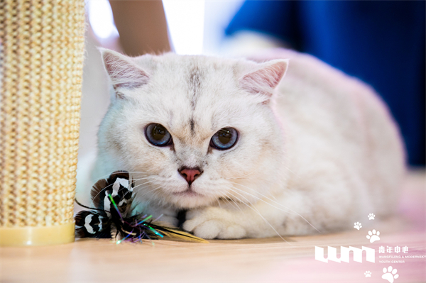 首页| 耀彩网官方网站入口