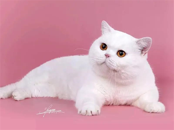 首页| 耀彩网官方网站入口