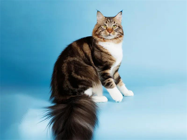 首页| 耀彩网官方网站入口