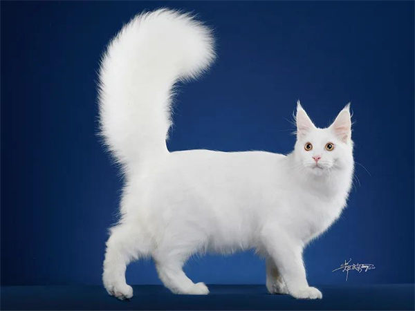 首页| 耀彩网官方网站入口